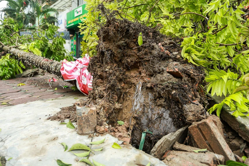 Cây xanh tại Hà Nội bị đổ trong bão số 3 vẫn để nguyên bầu nilon. Hà Nội truy tìm đơn vị trồng cây xanh để nguyên bầu nilon, vỏ bao xi măng