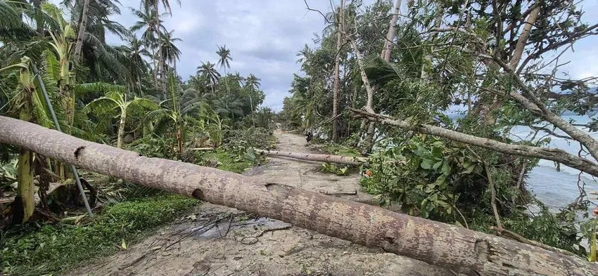 Cây đổ trên đảo Samar hôm 26-9 sau khi bão Bualoi đổ bộ vào hòn đảo này. Ảnh: RAPPLER/Provincial DRRM Office Northern Samar cây đỗ do bão Bualoi.jpg