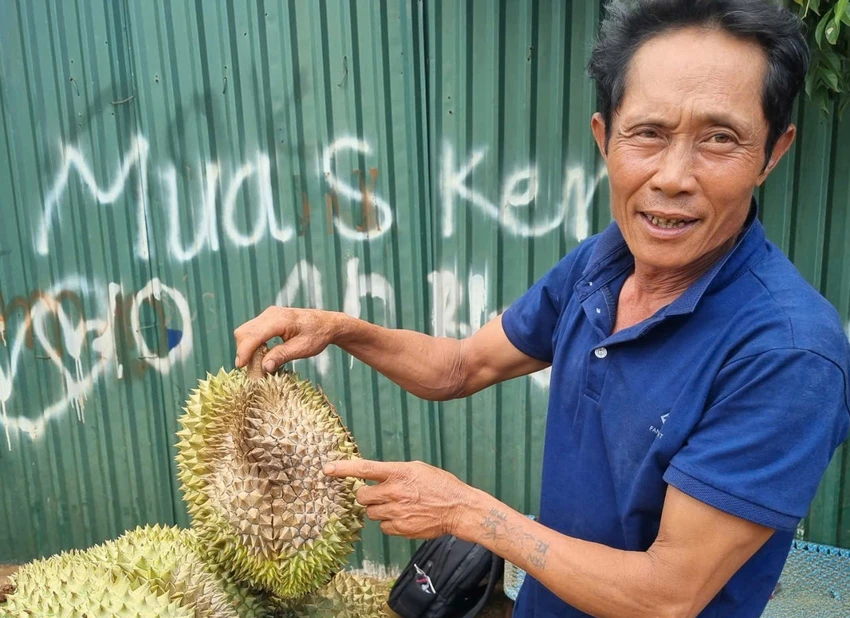 Mưa nhiều khiến sầu riêng bị nấm, sượng cơm. Ảnh: TIẾN THOẠI vườn sầu riêng 1.jpg
