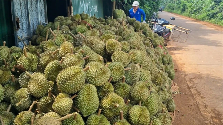 Người dân thu hoạch sầu riêng ở Đắk Lắk. Ảnh: TIẾN THOẠI vườn sầu riêng 2.jpg