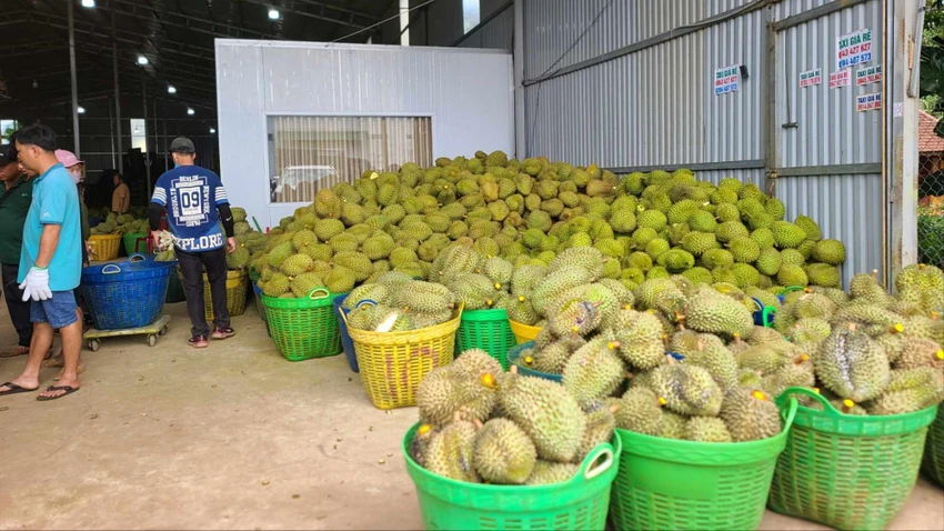 Một vựa thu mua sầu riêng ở Đắk Lắk. Ảnh: K.N vườn sầu riêng 3.jpg