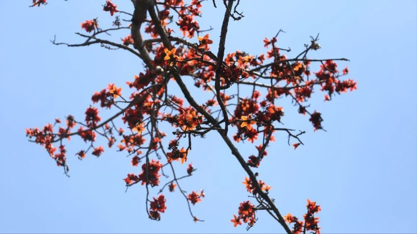 Hoa Pơ Lang 2.JPG