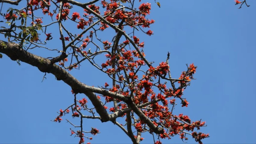 Hoa Pơ Lang 4.JPG