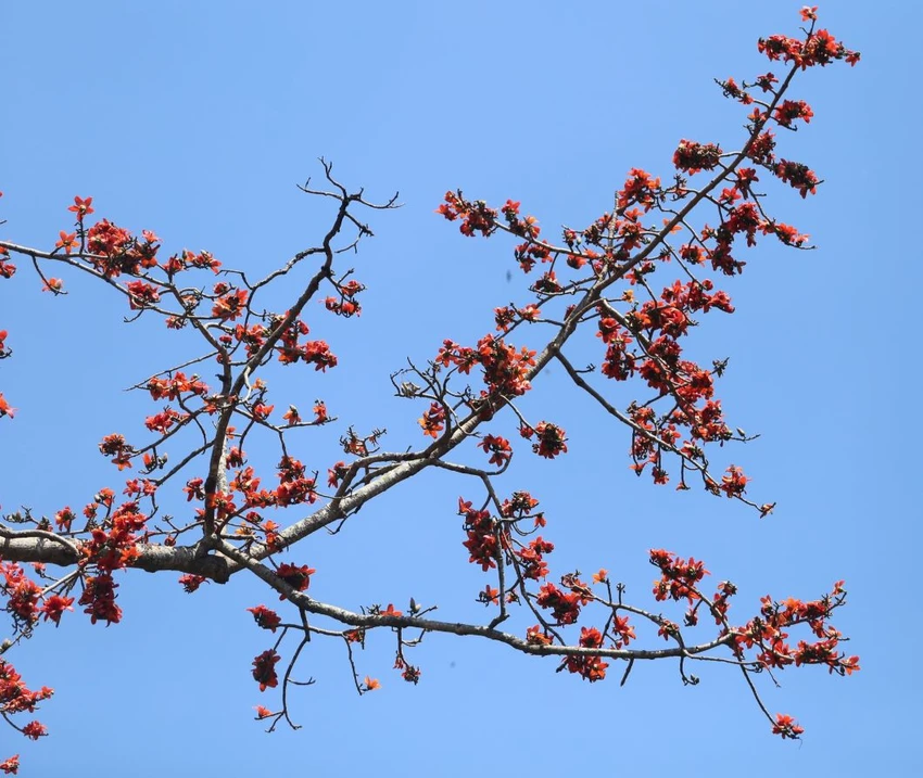 Hoa Pơ Lang 7.JPG