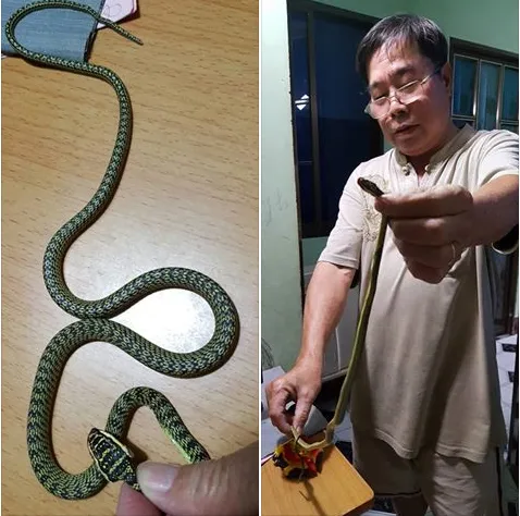 Phát hoảng vì rắn bò vào phòng ngủ ở TP.HCM ảnh 1