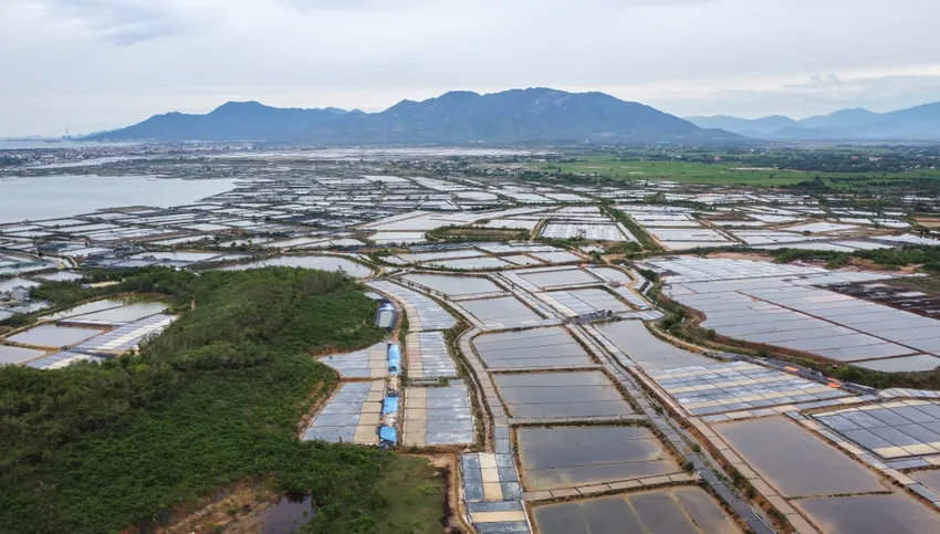 Cánh đồng muối bạt ngàn sắp nhường đất cho dự án khu công nghiệp Dốc Đá Trắng. Ảnh: XUÂN HOÁT 4.jpg