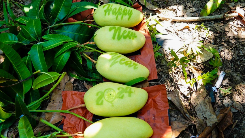 Từ đầu tháng Chạp, anh Thức đã có đơn đặt hàng và dự kiến hơn 1.000 trái xoài in chữ, in hình của anh không đủ đáp ứng. Ảnh: MỸ LINH xoai-in-chu-hau-giang-2.jpg