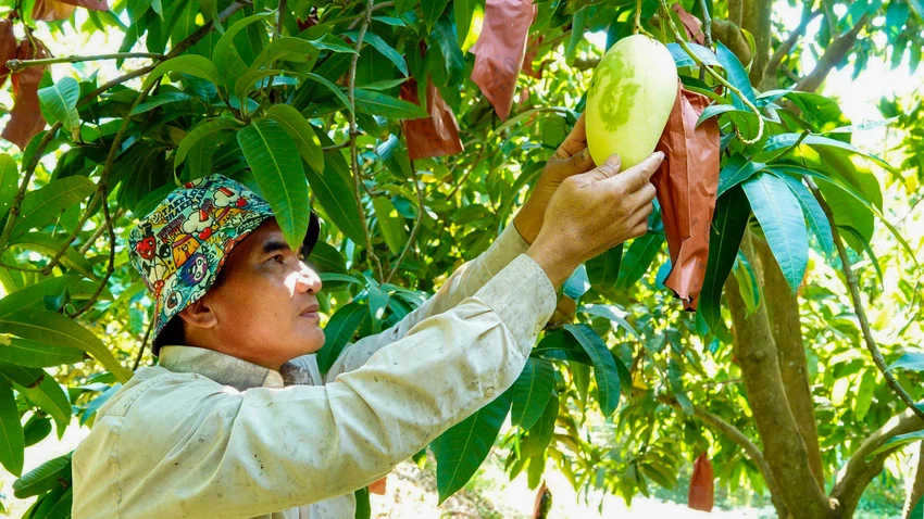Sau thành công in chữ thư pháp lên trái xoài, dịp Tết Nguyên đán Giáp Thìn, anh Bùi Văn Thức đã cho ra thị trường nhiều trái xoài có in hình linh vật rồng. Ảnh: MỸ LINH Độc đáo xoài in hình linh vật rồng