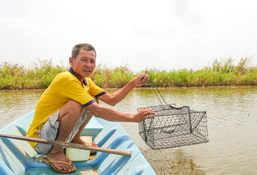 Ông Nhanh tranh thủ đặt rập cua với hy vọng bắt cua còn sót lại trong vuông. Ảnh: MINH TRUNG Tôm cua ở Kiên Giang chết do nắng nóng