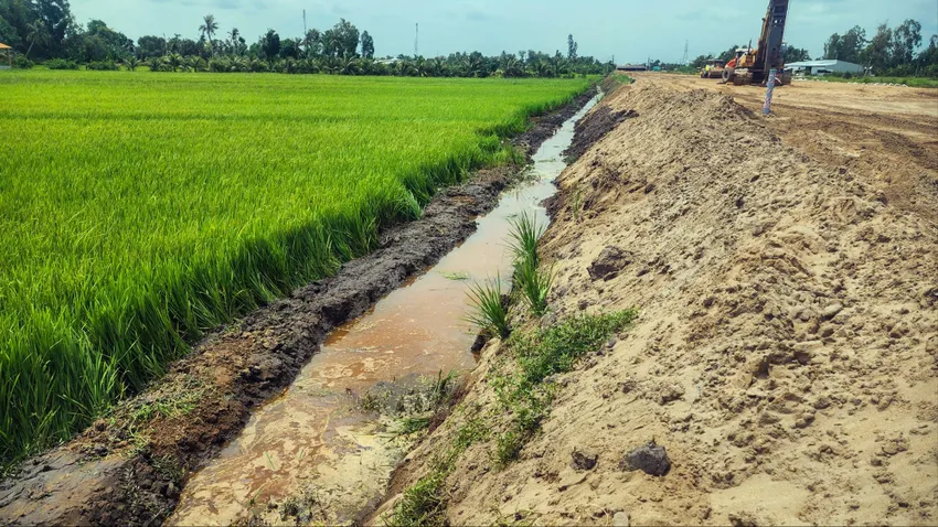 Chính quyền và ngành chức năng huyện Vị Thủy, Hậu Giang đã khơi thông nguồn nước tại khu vực xảy ra vụ việc lúa cặp đường cao tốc chết do độ mặn cao. Ảnh: PHƯƠNG QUANG Lúa cặp đường cao tốc qua tỉnh Hậu Giang chết