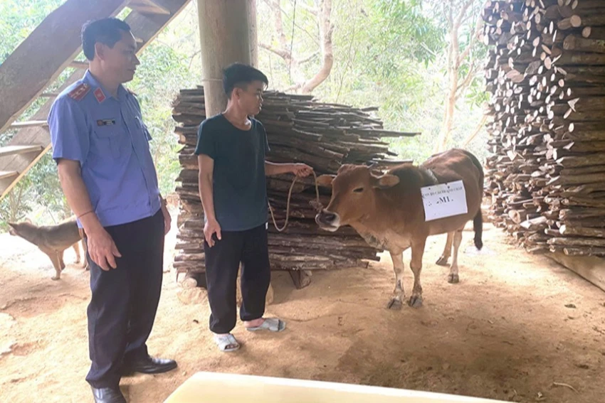 Kiểm sát viên kiểm sát việc lấy mẫu giám định ADN con bò. giam-dinh-adn-con-bo.jpg