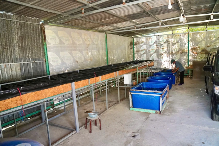 Hiện tại, bà Đ đang cho người thuê đầu tư và nuôi trồng thủy sản (cua). Ảnh: TRẦN LINH cap-so-hong.jpg