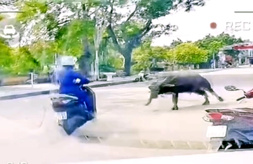 Trâu “điên” sổng chuồng gây náo loạn đường phố xã Nông Cống, tỉnh Thanh Hóa. Ảnh cắt từ clip chủ con trâu