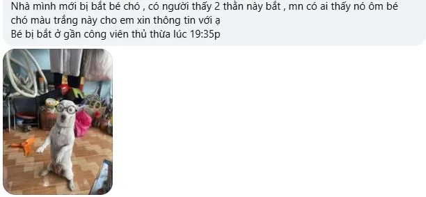 Một người đã phát bình luận về việc bị mất trộm chó ngay sau đó. bắn trộm chó 2.jpeg
