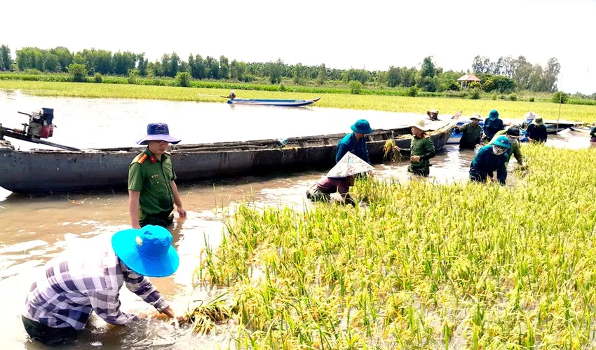 Lực lượng cán bộ, chiến sĩ quân đội, công an Tây Ninh hỗ trợ dân thu hoạch lúa. Ảnh: CATN dân quân Tây Ninh 3.jpeg
