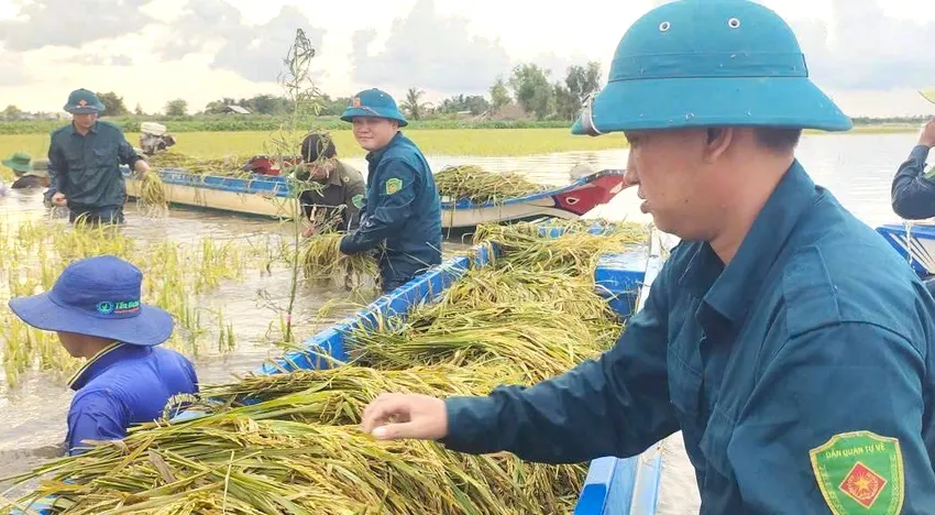 Các bộ, chiến sĩ hỗ trợ giúp dân gặt lúa chạy lũ. Ảnh: QSTN dân quân Tây Ninh 6.jpeg.jpg