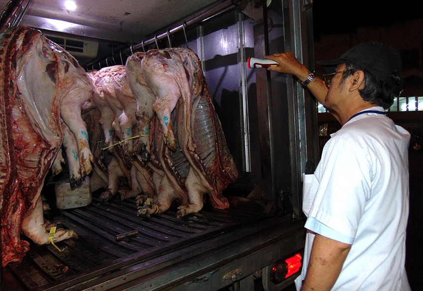 TP.HCM đang nỗ lực ứng phó nguy cơ xâm nhập dịch tả heo châu Phi. Ban Quảng lý An toàn thực phẩm TP.HCM kiểm tra thịt heo đưa vào kinh doanh ở chợ đầu mối. Hóc Môn. Ảnh: TRẦN NGỌC dịch tả heo Châu Phi
