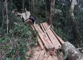 Nữ thợ may lừa đảo chiếm đoạt hơn 1,5 tỉ đồng ảnh 2 Phát hiện một vụ phá rừng quy mô lớn ở Gia Lai