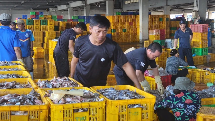Việc truy xuất nguồn gốc thủy sản khai thác là nhiệm vụ các địa phương cần đặc biệt tăng cường rà soát, kiểm tra. Ảnh: TK Cang-Cat-Lo.jpg