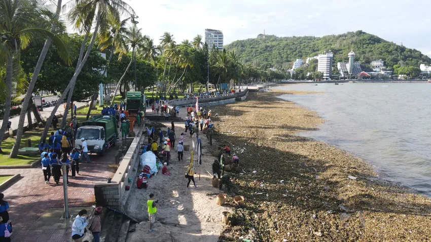 Nghiên cứu tận dụng rác lục bình trôi dạt vào bãi biển phường Vũng Tàu làm giá thể trồng rau