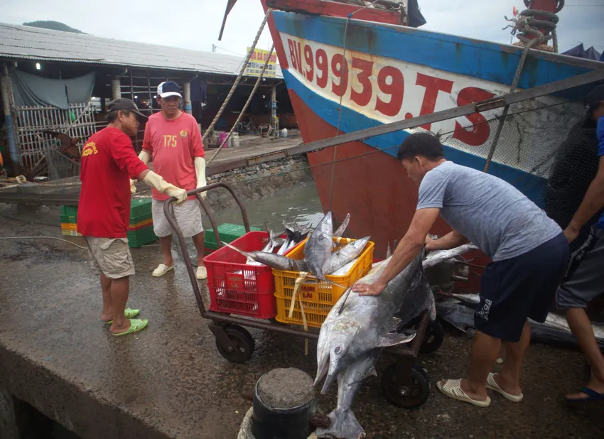 Bà con ngư dân tỉnh Bà Rịa - Vũng Tàu đưa hải sản lên bờ sau khi tàu cá cập bến. Ảnh: KHÁNH LY