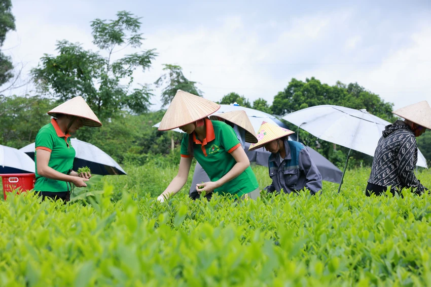 Chị Thảo cùng người dân xóm Ao Rôm 1, xã Khe Mo, huyện Đồng Hỷ, Thái Nguyên thu hoạch chè vào sáng sớm. Đây là thời điểm thu hoạch chè cho chất lượng ngon nhất trong ngày. tu-nguyen-lieu-vung-de-nhat-danh-tra-den-tra-xanh-khong-do-2.jpg