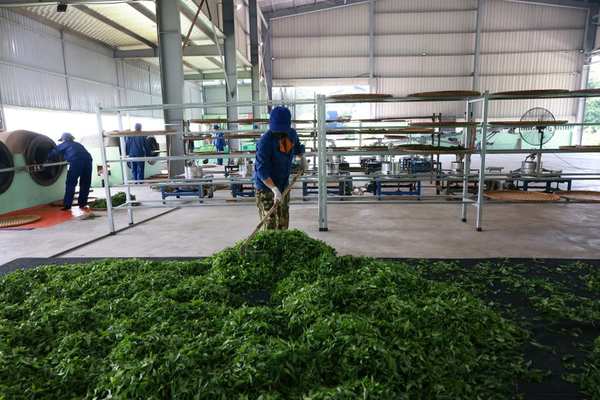Lá chè xanh sau khi hái về sẽ được hong khô trước khi đưa vào chế biến. Lá chè xanh sau khi hái về sẽ được hong khô trước khi đưa vào chế biến.jpg