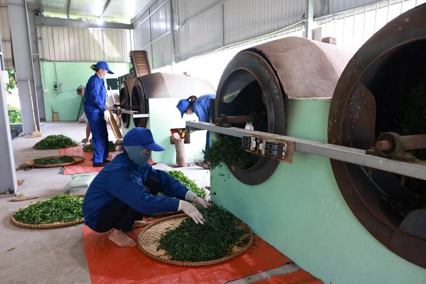 Sau khi hong khô, lá chè được đưa vào lò diệt men hay còn gọi là ốp chè để đảm bảo nguyên liệu tươi ngon nhất. Sau khi hong khô, lá chè được đưa vào lò diệt men hay còn gọi là ốp chè để đảm bảo nguyên liệu tươi ngon nhất.jpg