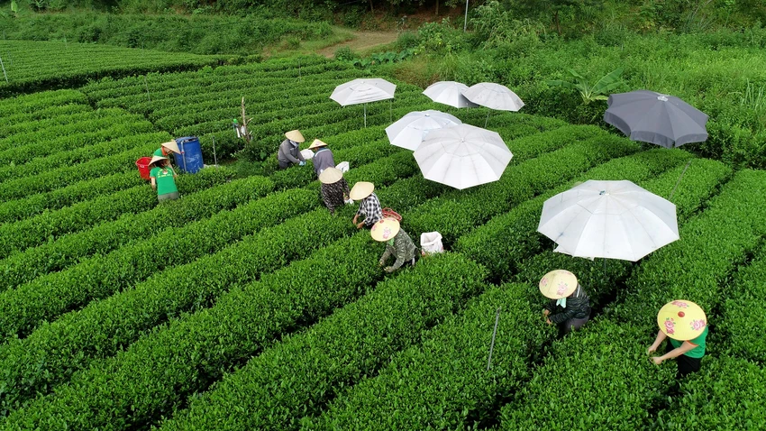 Các vườn chè tại xã Khe Mo, huyện Đồng Hỷ, Thái Nguyên đều được đầu tư hệ thống tưới nước tự động và tuân thủ quy trình dưỡng đất, chăm sóc, hái, tỉa theo tiêu chuẩn nghiêm ngặt để đảm bảo chất lượng nguyên liệu tốt nhất cho Trà Xanh Không Độ. tu-nguyen-lieu-vung-de-nhat-danh-tra-den-tra-xanh-khong-do-7.jpg