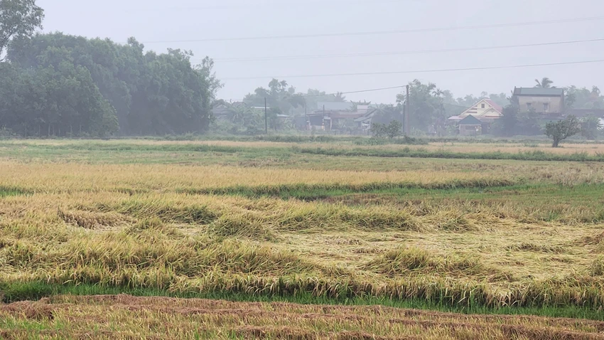 Bên cạnh diện tích đã được thu hoạch thì nhiều ha lúa của người dân chưa được gặt. Ảnh: NGUYỄN DO quang-tri-mua-lon-giai-nhiet-nhung-nhieu-nong-dan-nhu-ngoi-tren-dong-lua (3).jpg