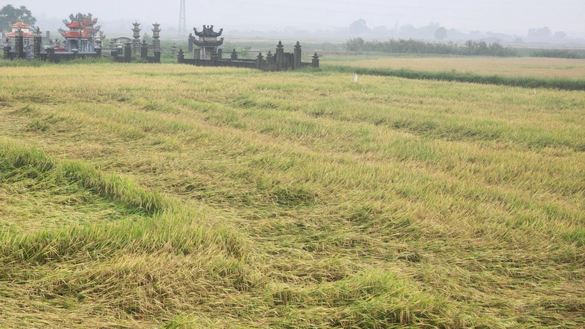 Lúa bị đổ do mưa to, gió lớn xảy ra. Ảnh: NGUYỄN DO quang-tri-mua-lon-giai-nhiet-nhung-nhieu-nong-dan-nhu-ngoi-tren-dong-lua (4).jpg