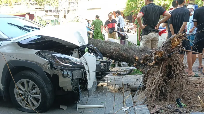 Xe ô tô tông đổ cây phượng. Ảnh: CTV tai-nan-lien-hoan.jpg