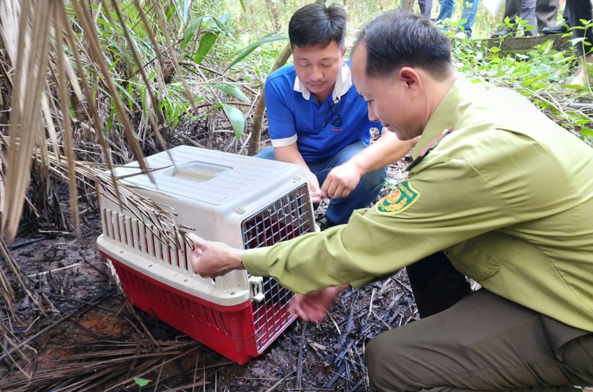 Các cán bộ kiểm lâm TP.HCM và Ban quản lý rừng phòng hộ Cần Giờ thả con rái cá về tự nhiên. Ảnh: HT Rái cá vuốt bé là vật chứng trong vụ án hình sự được thả về Cần Giờ