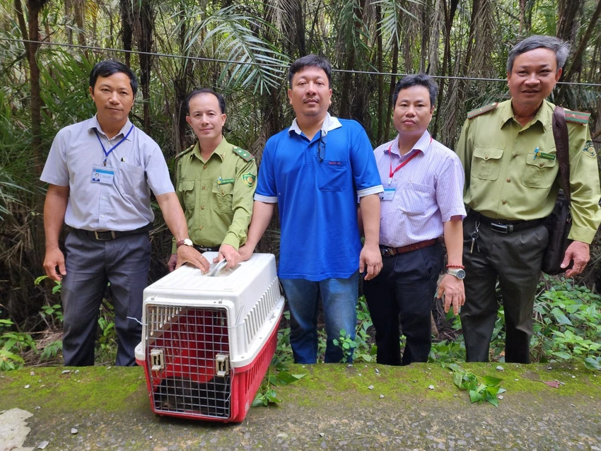 Chi cục Kiểm lâm TP.HCM đã phối hợp với Ban quản lý rừng phòng hộ Cần Giờ thả con rái cá trên về tự nhiên. Ảnh: HT Rái cá vuốt bé là vật chứng trong vụ án hình sự được thả về Cần Giờ