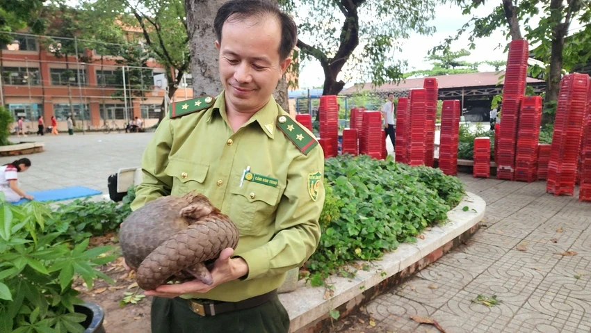 Trong số này có con tê tê quý trước đó bò vào trường học ở quận 12. Ảnh: HT tê tê quý