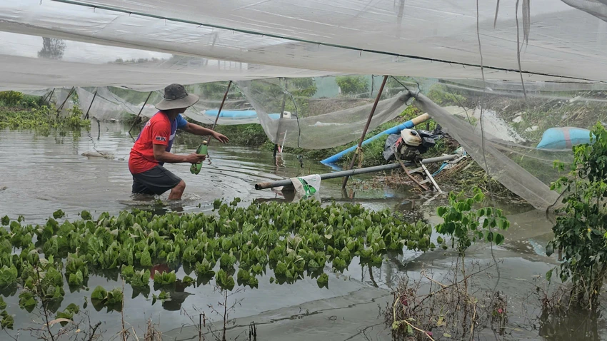mua-lon-khien-nhieu-vuon-rau-o-xa-vinh-loc-bi-ngap-thiet-hai-hang-tram-trieu-06.jpg