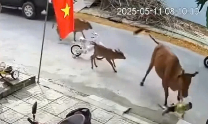 bò húc ngã