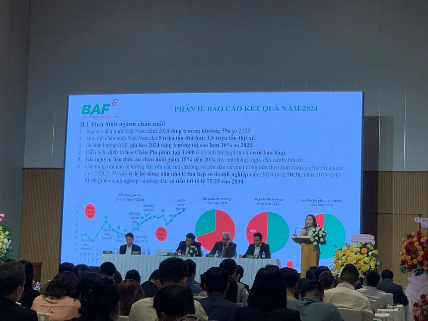 Với quy trình sản xuất tối ưu hóa chi phí kết hợp giá heo tăng cao, năm 2024, BAF đã có lợi nhuận sau thuế gần 320 tỉ đồng, cao hơn 10 lần so với năm 2023. Ảnh: PHƯƠNG MINH chăn nuôi heo