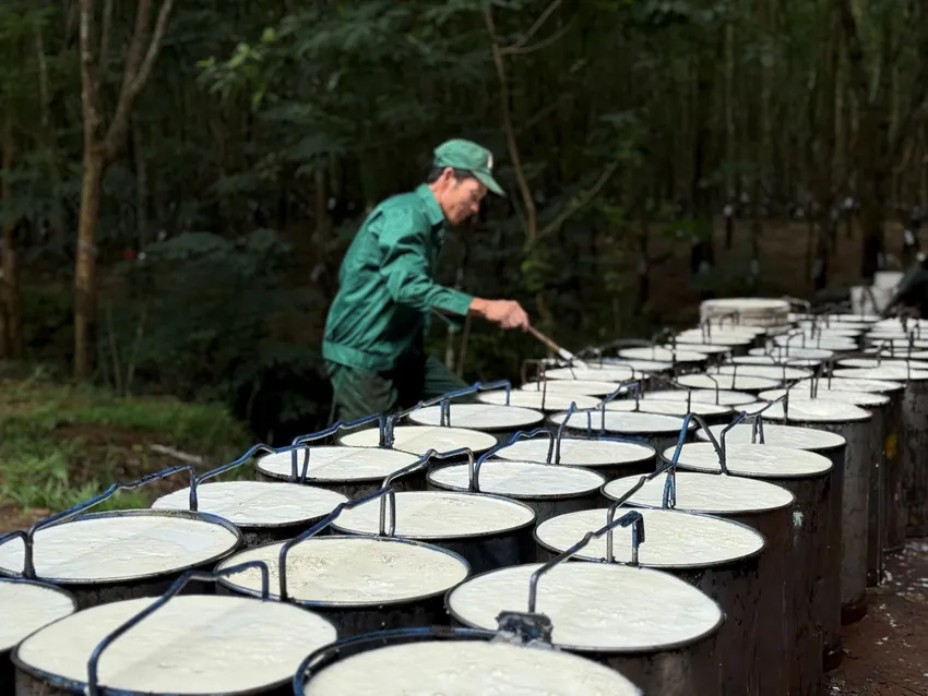 Đầu tư mạnh cho công nghệ giúp ngành cao su Việt thoát khỏi xuất khẩu thô. Ảnh: PM hinh 5 2 1.jpg