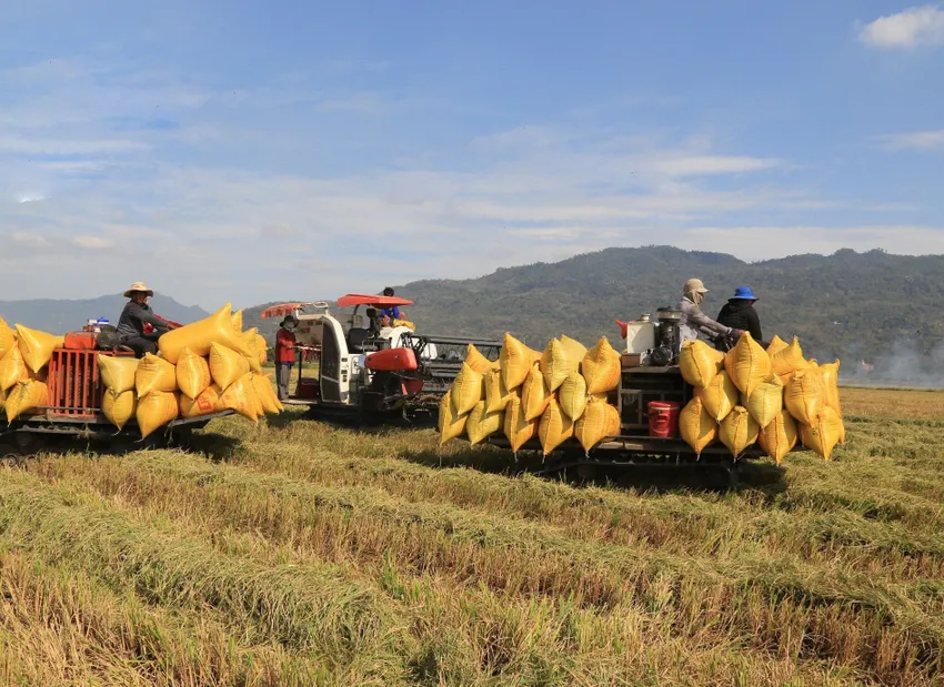 Ngành lúa gạo Việt Nam đang thu được những kết quả tích cực khi triển khai thực hiện Đề án “Phát triển bền vững 1 triệu ha chuyên canh lúa chất lượng cao, phát thải thấp". Ảnh: QH gao-viet-nam-xk4.jpg