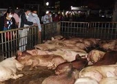 Nguyên tắc '5 không' trong mùa dịch tả heo châu Phi ảnh 4 Thịt nhiễm dịch tả heo châu Phi có gây nguy hiểm cho người?