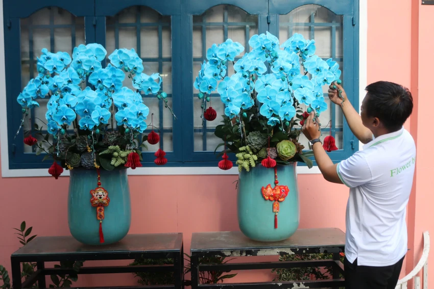Lan hồ điệp vẫn giữ được sức hút đối với thị trường hoa Tết. ẢNH: THU HIỀN lan hồ điệp