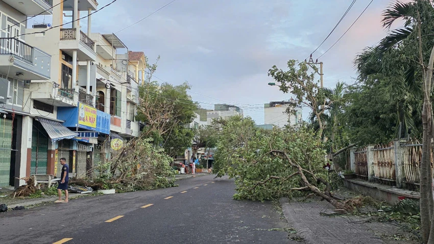 Nhiều cây xanh bật gốc trên phố. Ảnh: HUỲNH HẢI