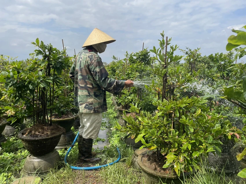 Ông Đặng Văn Hoàng chăm sóc vườn mai sau mưa lũ. Ảnh: THU DỊU mai An Nhơn