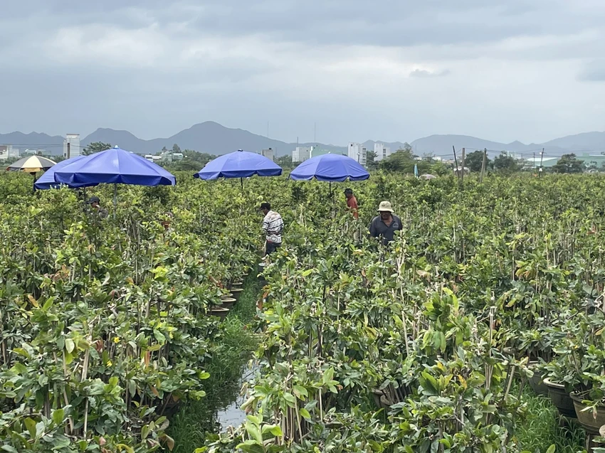 Để không phá vỡ hiện trạng đất lúa, người làng mai đặt giàn cho mai bằng chậu, bằng tre, gỗ để tránh lụt. Ảnh: THU DỊU lang-hoa-binh-dinh-thich-ung-voi-mua-lu (3).jpg