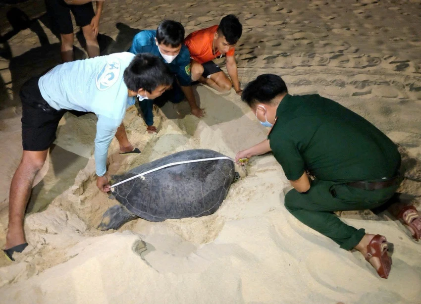 Ngư dân Bình Định bảo vệ ổ trứng rùa biển vào mùa sinh sản ở mũi Cồn, Nhơn Hải (TP Quy Nhơn). Ảnh: ÁI TRINH đồi mồi
