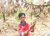 ĐBSCL nguy cơ tiếp tục xảy ra hạn hán, xâm nhập mặn ảnh 3 Khóc ròng vì sầu riêng đặc sản chết khô hàng loạt