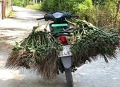 Hương cau, thứ hương chỉ nghe thôi đã nhận ra