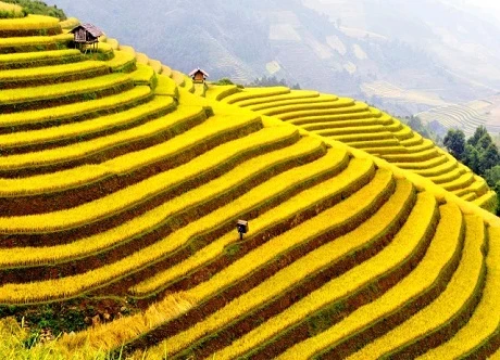 Ruộng bậc thang Sapa