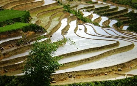 Báo Mỹ “điểm mặt” 5 danh thắng đẹp nhất Việt Nam ảnh 9 Ruộng bậc thang Sapa